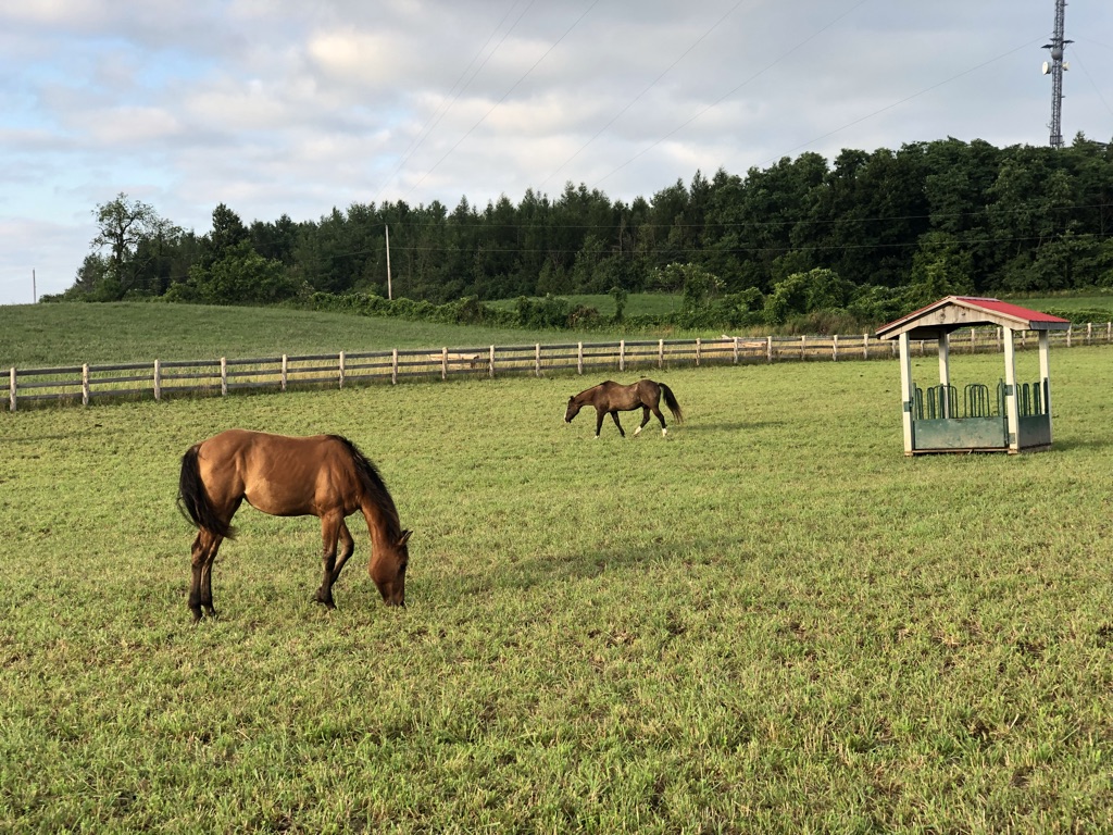 Horse care and turnout environment at Jager Ranch