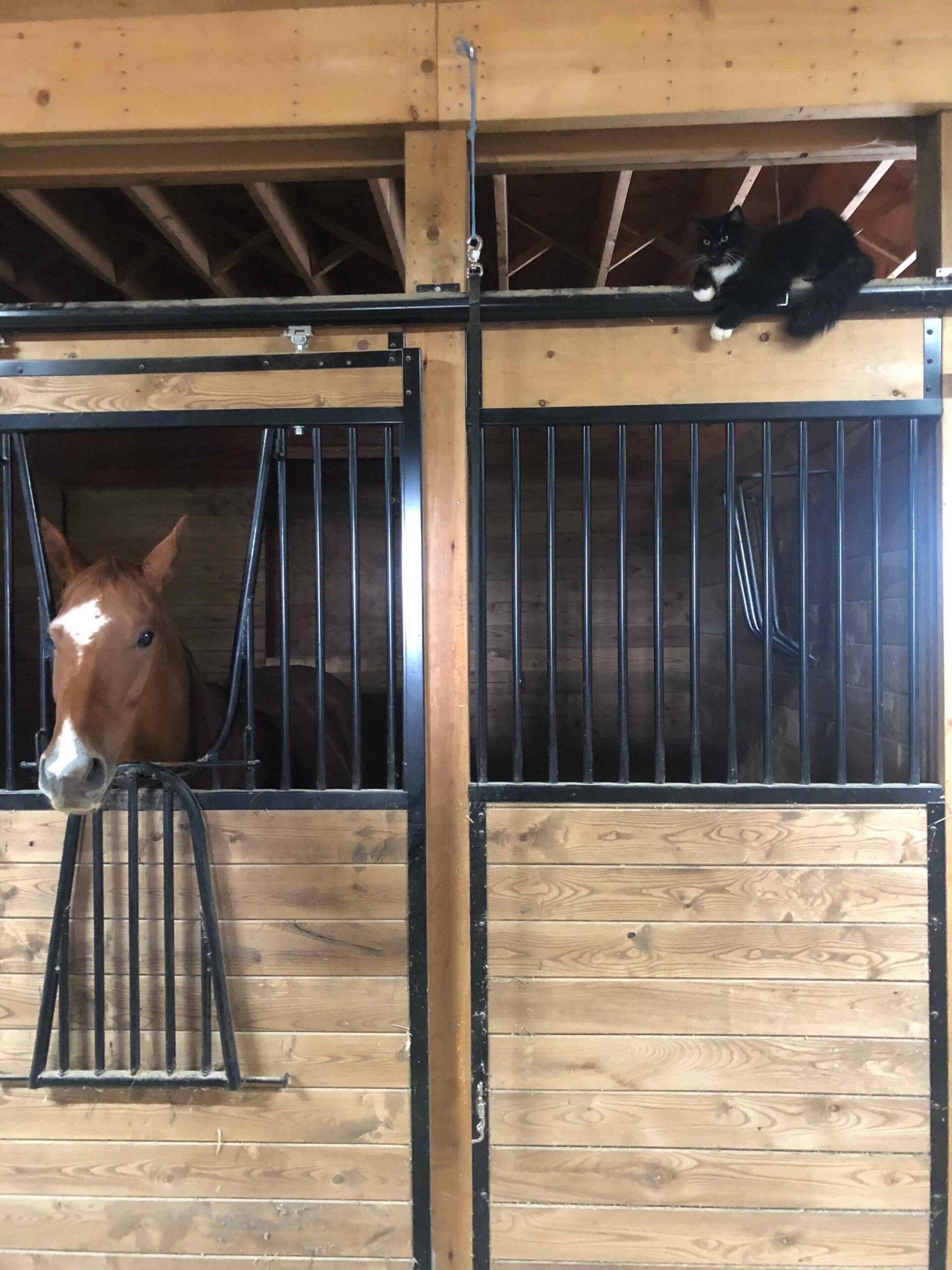 Horse Boarding at Jager Ranch