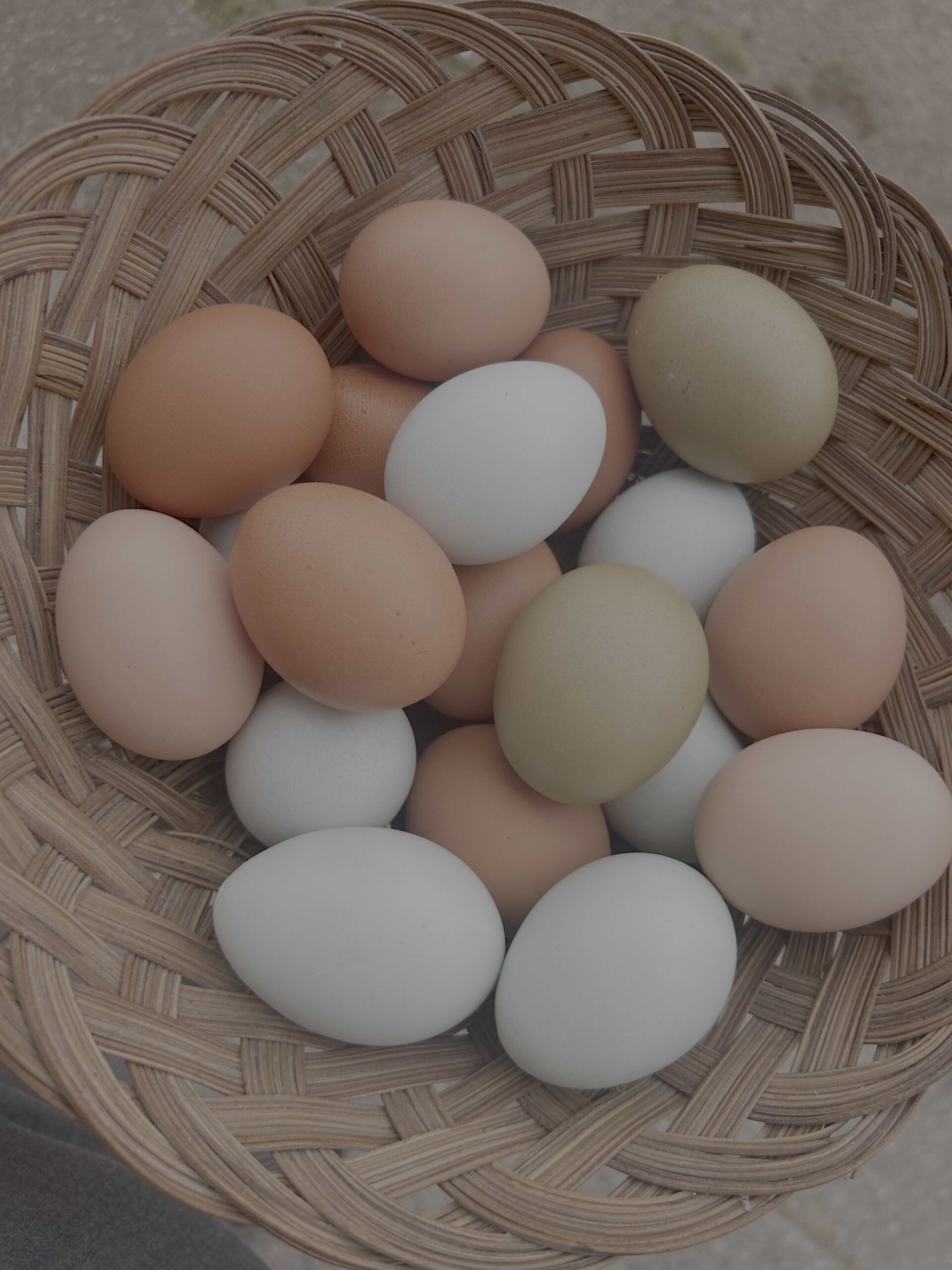 Daily fresh eggs in Baden Ontario
