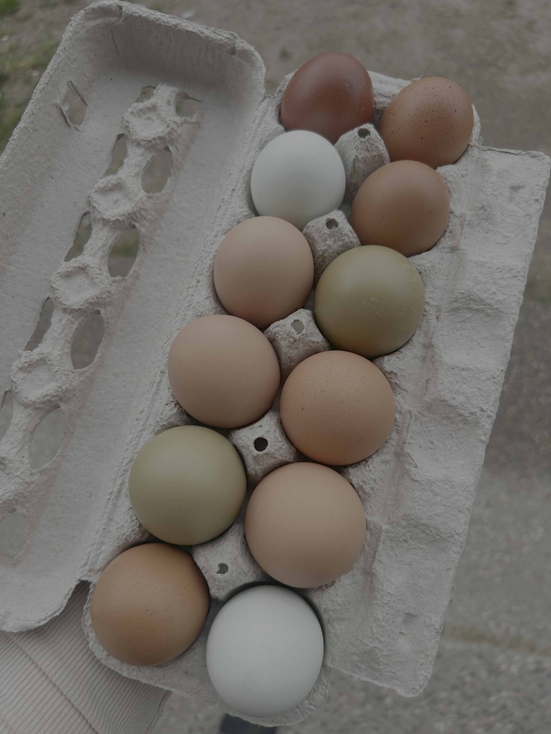 Farm fresh eggs in Baden Ontario from Jäger Ranch Hen House