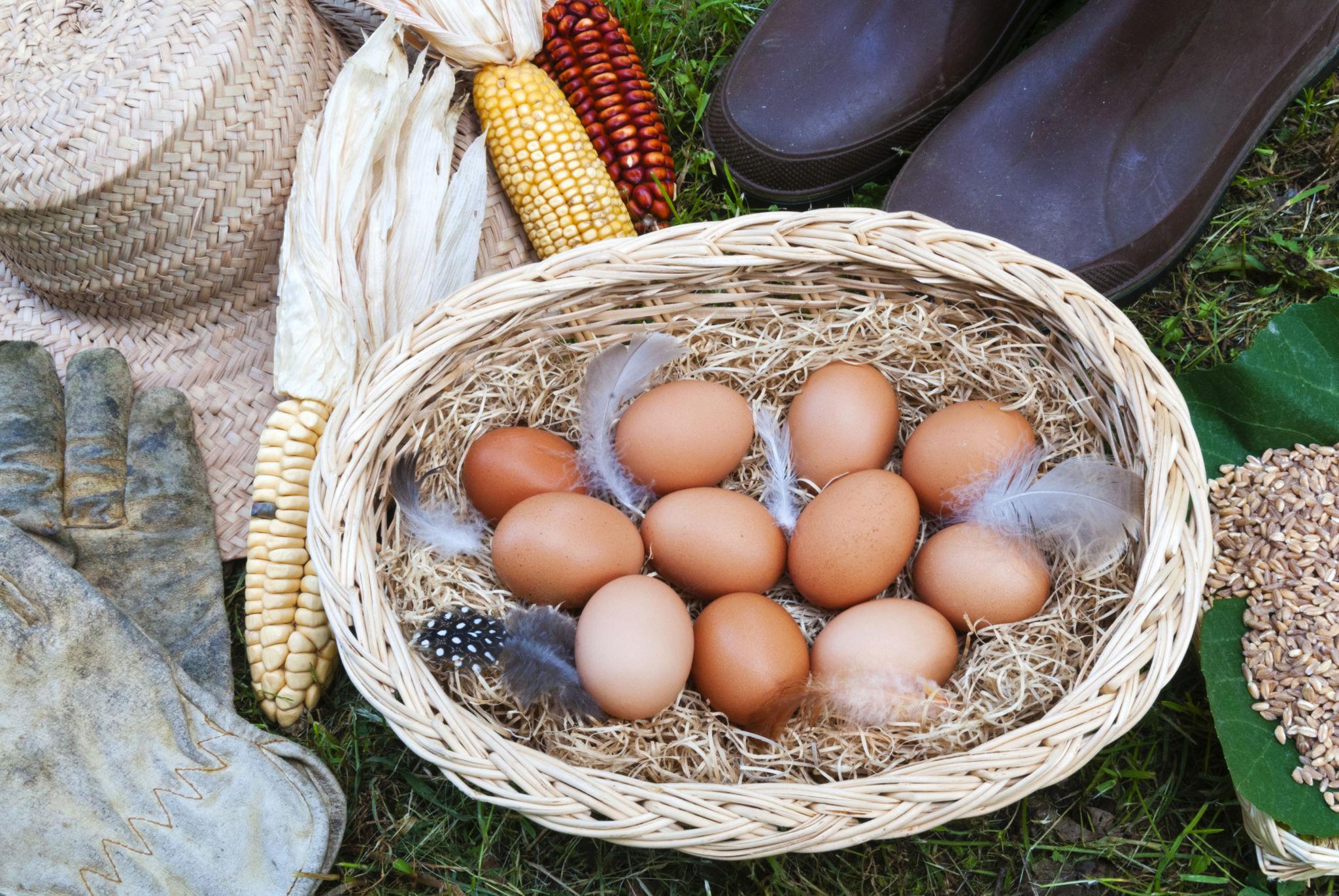Colourful farm fresh eggs from Jäger Ranch Hen House