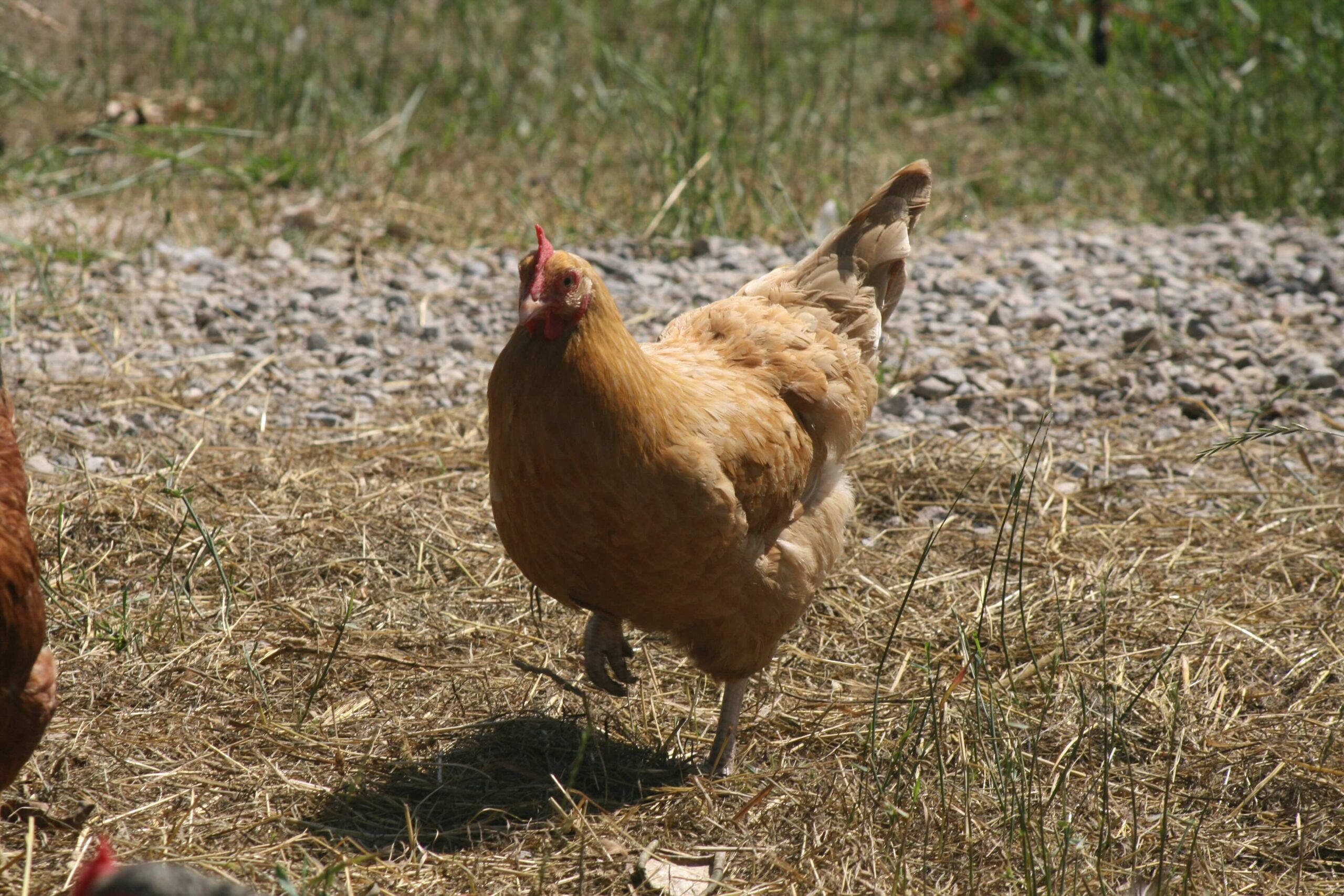 Farm hens at Jäger Ranch Hen House