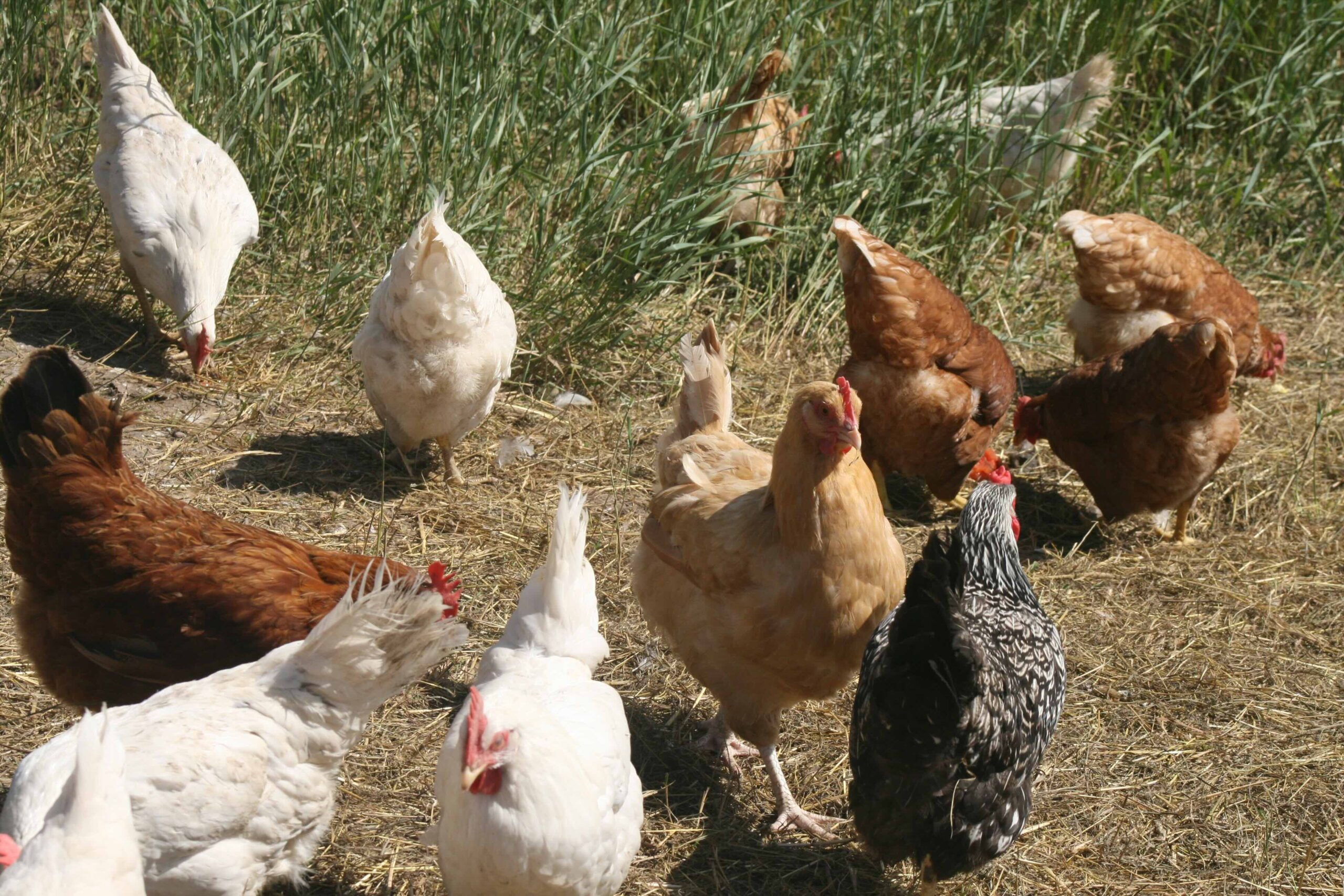 Free run chickens at Jäger Ranch in Baden Ontario