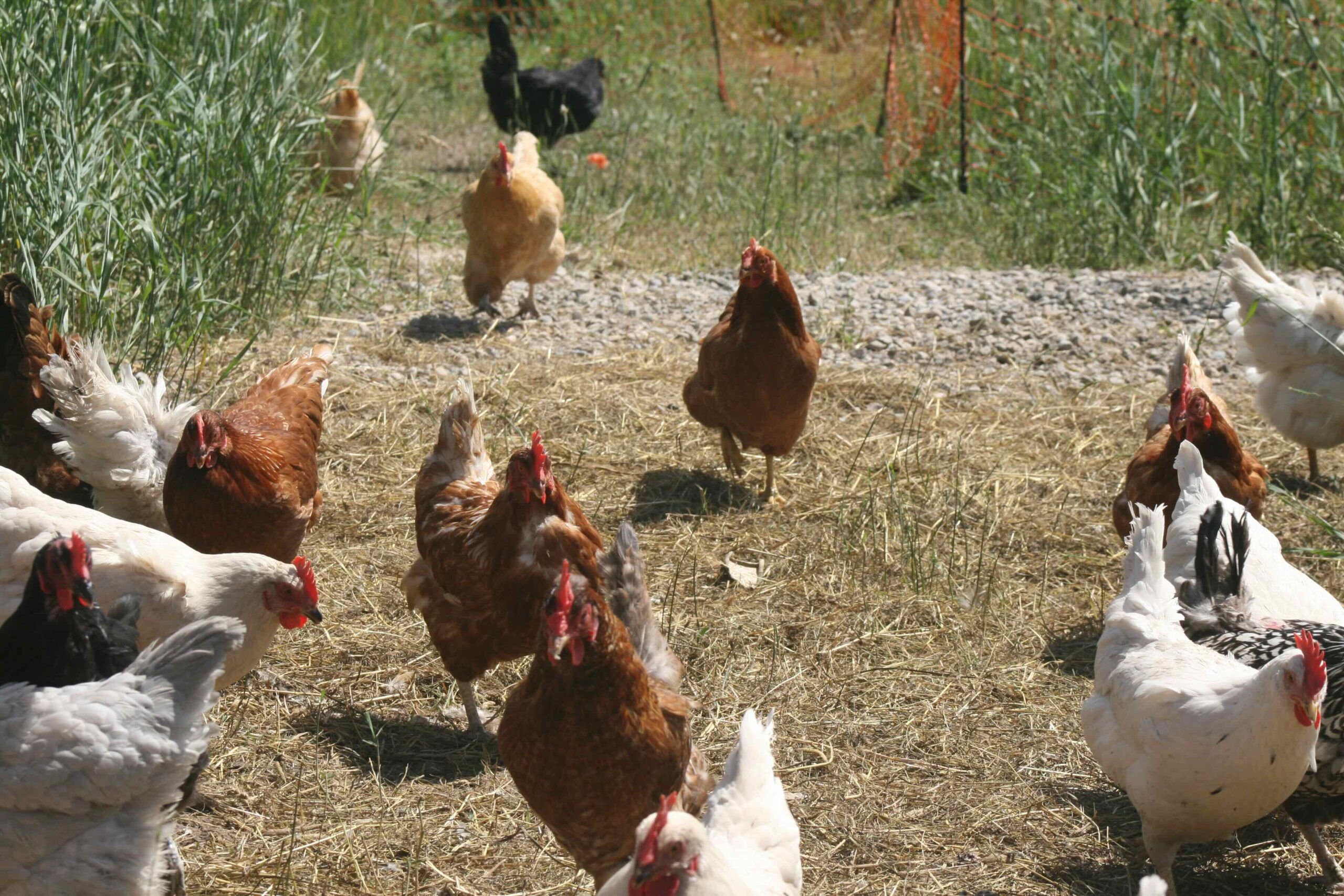 Free run chickens near Kitchener Waterloo