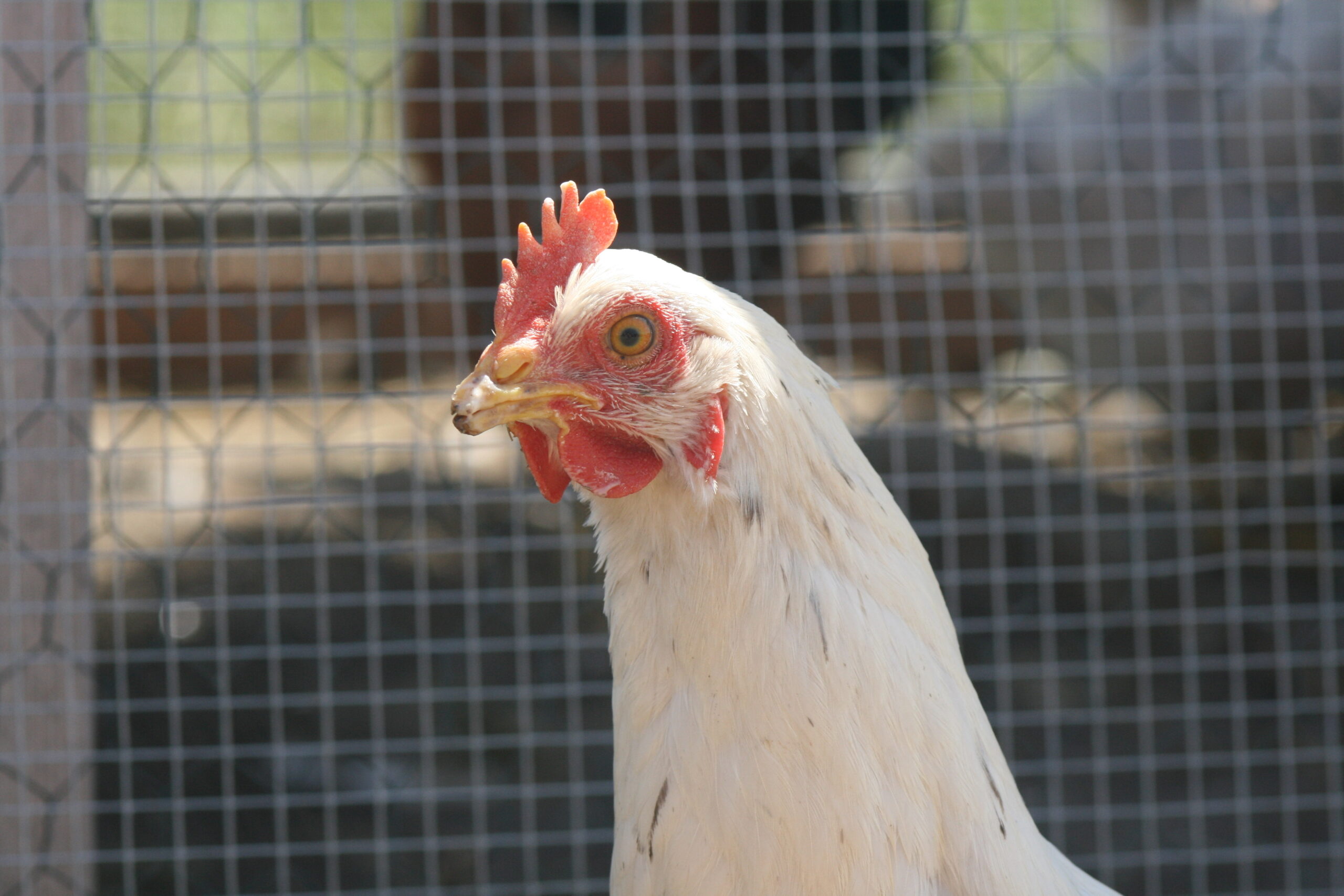 Pasture raised chickens in Waterloo Region